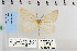  ( - CNCLEP 79992)  @11 [ ] CreativeCommons - Attribution Non-Commercial Share-Alike (2010) Canadian National Collection of Insects, Arachnids and Nematodes Canadian National Collection of Insects, Arachnids and Nematodes