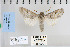  ( - CNCLEP 80001)  @14 [ ] CreativeCommons - Attribution Non-Commercial Share-Alike (2010) Canadian National Collection of Insects, Arachnids and Nematodes Canadian National Collection of Insects, Arachnids and Nematodes