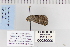  ( - CNCLEP 80009)  @12 [ ] CreativeCommons - Attribution Non-Commercial Share-Alike (2010) Canadian National Collection of Insects, Arachnids and Nematodes Canadian National Collection of Insects, Arachnids and Nematodes