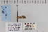  ( - CNCLEP 80014)  @11 [ ] CreativeCommons - Attribution Non-Commercial Share-Alike (2010) Canadian National Collection of Insects, Arachnids and Nematodes Canadian National Collection of Insects, Arachnids and Nematodes