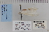  ( - CNCLEP 80032)  @12 [ ] CreativeCommons - Attribution Non-Commercial Share-Alike (2010) Canadian National Collection of Insects, Arachnids and Nematodes Canadian National Collection of Insects, Arachnids and Nematodes