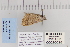  ( - CNCLEP 80036)  @12 [ ] CreativeCommons - Attribution Non-Commercial Share-Alike (2010) Canadian National Collection of Insects, Arachnids and Nematodes Canadian National Collection of Insects, Arachnids and Nematodes