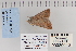  ( - CNCLEP 80040)  @13 [ ] CreativeCommons - Attribution Non-Commercial Share-Alike (2010) Canadian National Collection of Insects, Arachnids and Nematodes Canadian National Collection of Insects, Arachnids and Nematodes