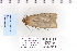  ( - CNCLEP 80044)  @13 [ ] CreativeCommons - Attribution Non-Commercial Share-Alike (2010) Canadian National Collection of Insects, Arachnids and Nematodes Canadian National Collection of Insects, Arachnids and Nematodes