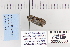  ( - CNCLEP 80060)  @12 [ ] CreativeCommons - Attribution Non-Commercial Share-Alike (2010) Canadian National Collection of Insects, Arachnids and Nematodes Canadian National Collection of Insects, Arachnids and Nematodes