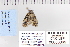  (Lithacodia new sp. 4 - CNCLEP 80069)  @13 [ ] CreativeCommons - Attribution Non-Commercial Share-Alike (2010) Canadian National Collection of Insects, Arachnids and Nematodes Canadian National Collection of Insects, Arachnids and Nematodes