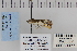  ( - CNCLEP 80077)  @12 [ ] CreativeCommons - Attribution Non-Commercial Share-Alike (2010) Canadian National Collection of Insects, Arachnids and Nematodes Canadian National Collection of Insects, Arachnids and Nematodes