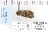  ( - CNCLEP 80092)  @12 [ ] CreativeCommons - Attribution Non-Commercial Share-Alike (2010) Canadian National Collection of Insects, Arachnids and Nematodes Canadian National Collection of Insects, Arachnids and Nematodes