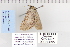  ( - CNCLEP 80095)  @13 [ ] CreativeCommons - Attribution Non-Commercial Share-Alike (2010) Canadian National Collection of Insects, Arachnids and Nematodes Canadian National Collection of Insects, Arachnids and Nematodes