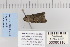 ( - CNCLEP 80116)  @12 [ ] CreativeCommons - Attribution Non-Commercial Share-Alike (2010) Canadian National Collection of Insects, Arachnids and Nematodes Canadian National Collection of Insects, Arachnids and Nematodes