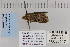  ( - CNCLEP 80117)  @13 [ ] CreativeCommons - Attribution Non-Commercial Share-Alike (2010) Canadian National Collection of Insects, Arachnids and Nematodes Canadian National Collection of Insects, Arachnids and Nematodes