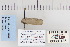  ( - CNCLEP 80136)  @12 [ ] CreativeCommons - Attribution Non-Commercial Share-Alike (2010) Canadian National Collection of Insects, Arachnids and Nematodes Canadian National Collection of Insects, Arachnids and Nematodes