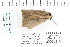  ( - CNCLEP 80159)  @12 [ ] CreativeCommons - Attribution Non-Commercial Share-Alike (2010) Canadian National Collection of Insects, Arachnids and Nematodes Canadian National Collection of Insects, Arachnids and Nematodes