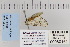  ( - CNCLEP 80161)  @12 [ ] CreativeCommons - Attribution Non-Commercial Share-Alike (2010) Canadian National Collection of Insects, Arachnids and Nematodes Canadian National Collection of Insects, Arachnids and Nematodes