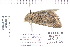  ( - CNCLEP 80164)  @11 [ ] CreativeCommons - Attribution Non-Commercial Share-Alike (2010) Canadian National Collection of Insects, Arachnids and Nematodes Canadian National Collection of Insects, Arachnids and Nematodes