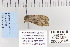  ( - CNCLEP 80165)  @12 [ ] CreativeCommons - Attribution Non-Commercial Share-Alike (2010) Canadian National Collection of Insects, Arachnids and Nematodes Canadian National Collection of Insects, Arachnids and Nematodes