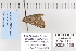  ( - CNCLEP 80166)  @13 [ ] CreativeCommons - Attribution Non-Commercial Share-Alike (2010) Canadian National Collection of Insects, Arachnids and Nematodes Canadian National Collection of Insects, Arachnids and Nematodes
