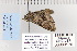  ( - CNCLEP 80170)  @11 [ ] CreativeCommons - Attribution Non-Commercial Share-Alike (2010) Canadian National Collection of Insects, Arachnids and Nematodes Canadian National Collection of Insects, Arachnids and Nematodes