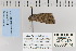  ( - CNCLEP 80174)  @13 [ ] CreativeCommons - Attribution Non-Commercial Share-Alike (2010) Canadian National Collection of Insects, Arachnids and Nematodes Canadian National Collection of Insects, Arachnids and Nematodes