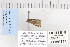  ( - CNCLEP 80175)  @12 [ ] CreativeCommons - Attribution Non-Commercial Share-Alike (2010) Canadian National Collection of Insects, Arachnids and Nematodes Canadian National Collection of Insects, Arachnids and Nematodes