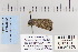  ( - CNCLEP 80176)  @12 [ ] CreativeCommons - Attribution Non-Commercial Share-Alike (2010) Canadian National Collection of Insects, Arachnids and Nematodes Canadian National Collection of Insects, Arachnids and Nematodes