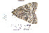  ( - CNCLEP 80194)  @11 [ ] CreativeCommons - Attribution Non-Commercial Share-Alike (2010) Canadian National Collection of Insects, Arachnids and Nematodes Canadian National Collection of Insects, Arachnids and Nematodes