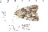  ( - CNCLEP 80196)  @13 [ ] CreativeCommons - Attribution Non-Commercial Share-Alike (2010) Canadian National Collection of Insects, Arachnids and Nematodes Canadian National Collection of Insects, Arachnids and Nematodes