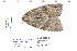  ( - CNCLEP 80197)  @12 [ ] CreativeCommons - Attribution Non-Commercial Share-Alike (2010) Canadian National Collection of Insects, Arachnids and Nematodes Canadian National Collection of Insects, Arachnids and Nematodes