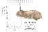  ( - CNCLEP 80203)  @13 [ ] CreativeCommons - Attribution Non-Commercial Share-Alike (2010) Canadian National Collection of Insects, Arachnids and Nematodes Canadian National Collection of Insects, Arachnids and Nematodes