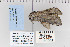  ( - CNCLEP 80208)  @12 [ ] CreativeCommons - Attribution Non-Commercial Share-Alike (2010) Canadian National Collection of Insects, Arachnids and Nematodes Canadian National Collection of Insects, Arachnids and Nematodes