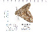  ( - CNCLEP 80210)  @11 [ ] CreativeCommons - Attribution Non-Commercial Share-Alike (2010) Canadian National Collection of Insects, Arachnids and Nematodes Canadian National Collection of Insects, Arachnids and Nematodes