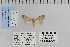  ( - CNCLEP 80226)  @13 [ ] CreativeCommons - Attribution Non-Commercial Share-Alike (2010) Canadian National Collection of Insects, Arachnids and Nematodes Canadian National Collection of Insects, Arachnids and Nematodes