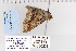  ( - CNCLEP 80238)  @11 [ ] CreativeCommons - Attribution Non-Commercial Share-Alike (2010) Canadian National Collection of Insects, Arachnids and Nematodes Canadian National Collection of Insects, Arachnids and Nematodes