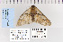  ( - CNCLEP 80239)  @13 [ ] CreativeCommons - Attribution Non-Commercial Share-Alike (2010) Canadian National Collection of Insects, Arachnids and Nematodes Canadian National Collection of Insects, Arachnids and Nematodes