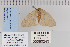  ( - CNCLEP 80243)  @12 [ ] CreativeCommons - Attribution Non-Commercial Share-Alike (2010) Canadian National Collection of Insects, Arachnids and Nematodes Canadian National Collection of Insects, Arachnids and Nematodes