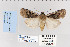  (Dichagyris capota - CNCLEP 80248)  @14 [ ] CreativeCommons - Attribution Non-Commercial Share-Alike (2010) Canadian National Collection of Insects, Arachnids and Nematodes Canadian National Collection of Insects, Arachnids and Nematodes