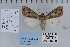  (Scotogramma sp - CNCLEP 80250)  @14 [ ] CreativeCommons - Attribution Non-Commercial Share-Alike (2010) Canadian National Collection of Insects, Arachnids and Nematodes Canadian National Collection of Insects, Arachnids and Nematodes