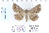  (Lesmone griseipennis - CNCLEP 80258)  @15 [ ] CreativeCommons - Attribution Non-Commercial Share-Alike (2010) Canadian National Collection of Insects, Arachnids and Nematodes Canadian National Collection of Insects, Arachnids and Nematodes