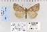  (Hypena vega - CNCLEP 80261)  @13 [ ] CreativeCommons - Attribution Non-Commercial Share-Alike (2010) Canadian National Collection of Insects, Arachnids and Nematodes Canadian National Collection of Insects, Arachnids and Nematodes