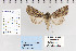  (Trichopolia sp - CNCLEP 80267)  @13 [ ] CreativeCommons - Attribution Non-Commercial Share-Alike (2010) Canadian National Collection of Insects, Arachnids and Nematodes Canadian National Collection of Insects, Arachnids and Nematodes