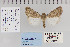  ( - CNCLEP 80268)  @13 [ ] CreativeCommons - Attribution Non-Commercial Share-Alike (2010) Canadian National Collection of Insects, Arachnids and Nematodes Canadian National Collection of Insects, Arachnids and Nematodes