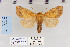  ( - CNCLEP 80274)  @14 [ ] CreativeCommons - Attribution Non-Commercial Share-Alike (2010) Canadian National Collection of Insects, Arachnids and Nematodes Canadian National Collection of Insects, Arachnids and Nematodes