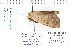  ( - CNCLEP 80275)  @12 [ ] CreativeCommons - Attribution Non-Commercial Share-Alike (2010) Canadian National Collection of Insects, Arachnids and Nematodes Canadian National Collection of Insects, Arachnids and Nematodes