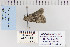  ( - CNCLEP 80276)  @12 [ ] CreativeCommons - Attribution Non-Commercial Share-Alike (2010) Canadian National Collection of Insects, Arachnids and Nematodes Canadian National Collection of Insects, Arachnids and Nematodes