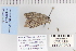  ( - CNCLEP 80280)  @12 [ ] CreativeCommons - Attribution Non-Commercial Share-Alike (2010) Canadian National Collection of Insects, Arachnids and Nematodes Canadian National Collection of Insects, Arachnids and Nematodes