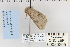  ( - CNCLEP 80295)  @12 [ ] CreativeCommons - Attribution Non-Commercial Share-Alike (2010) Canadian National Collection of Insects, Arachnids and Nematodes Canadian National Collection of Insects, Arachnids and Nematodes