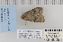  ( - CNCLEP 80298)  @12 [ ] CreativeCommons - Attribution Non-Commercial Share-Alike (2010) Canadian National Collection of Insects, Arachnids and Nematodes Canadian National Collection of Insects, Arachnids and Nematodes