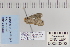  ( - CNCLEP 80303)  @12 [ ] CreativeCommons - Attribution Non-Commercial Share-Alike (2010) Canadian National Collection of Insects, Arachnids and Nematodes Canadian National Collection of Insects, Arachnids and Nematodes