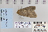  (Homorthodes perturba - CNCLEP 80306)  @12 [ ] CreativeCommons - Attribution Non-Commercial Share-Alike (2010) Canadian National Collection of Insects, Arachnids and Nematodes Canadian National Collection of Insects, Arachnids and Nematodes