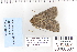  ( - CNCLEP 80307)  @12 [ ] CreativeCommons - Attribution Non-Commercial Share-Alike (2010) Canadian National Collection of Insects, Arachnids and Nematodes Canadian National Collection of Insects, Arachnids and Nematodes